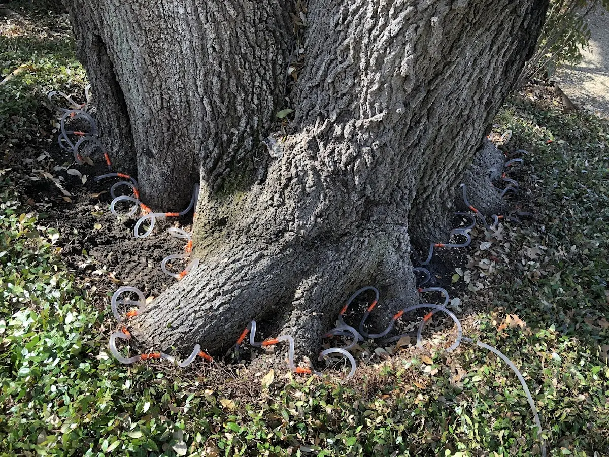 Detailed Tree Cabling and Bracing job site in North Carrollton