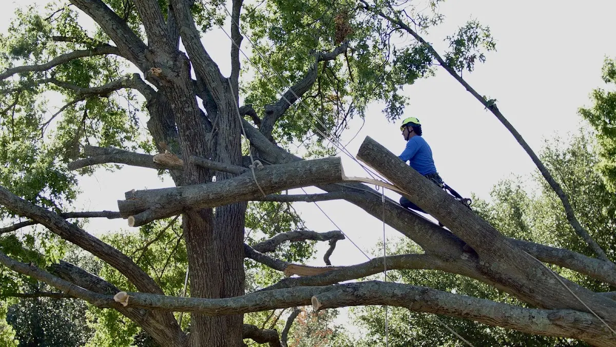 Professional Hazardous Tree Removal performed by certified arborists in North Carrollton