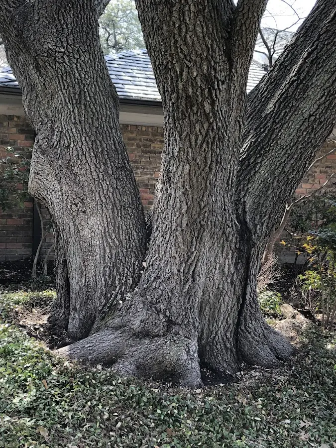 Mature heritage tree close to a North Carrollton property cared for by certified arborists