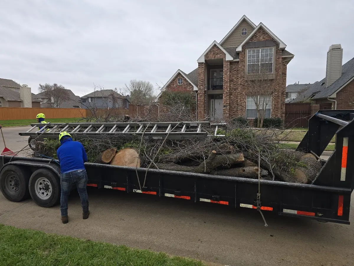 Expert Tree Removal with proper safety equipment in North Carrollton